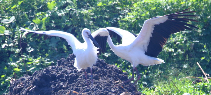 先日のコウノトリを・・・